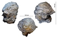 Radiolites squamosus